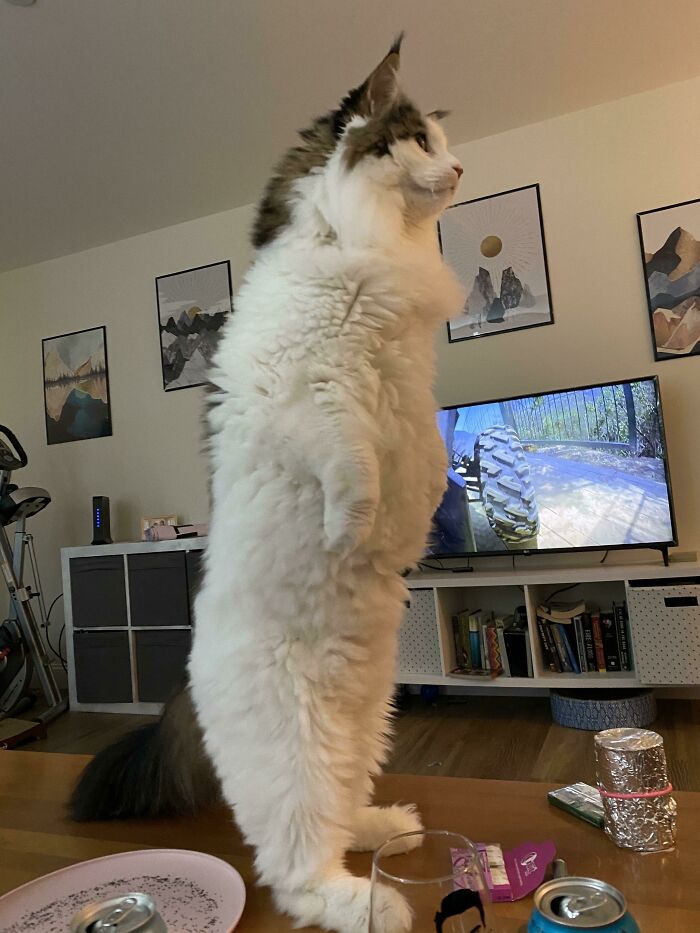My Maine Coon Cat Teddy Showing Off How Tall He Is
