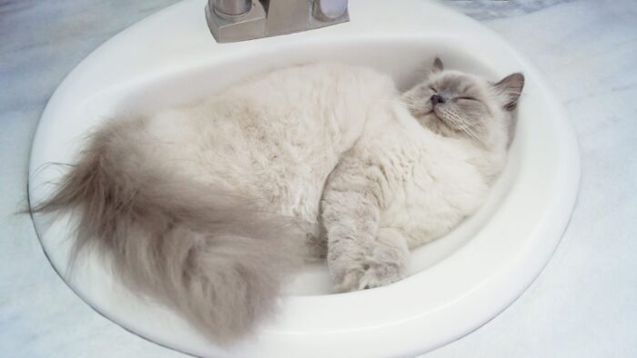 Sinkfull Of Cat