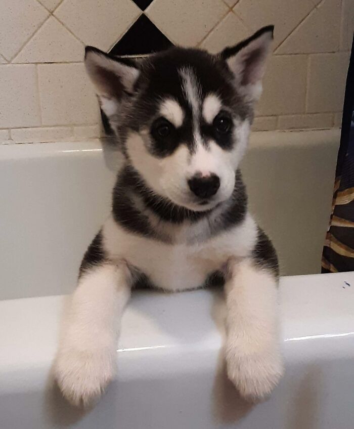 First Time Husky Owner. Someone Threw This Sweet Girl In A Dumpster And I Absolutely Had To Bring Her Home. Meet 9 Week Old Sadie