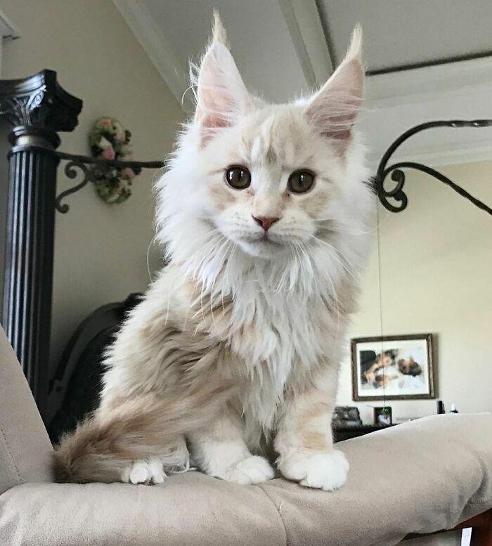 My Cream Maine Coon Growing Bigger And Bigger