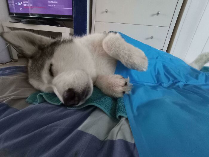 Buy Your Husky A Cooling Mat This Summer If It's Getting Too Hot
