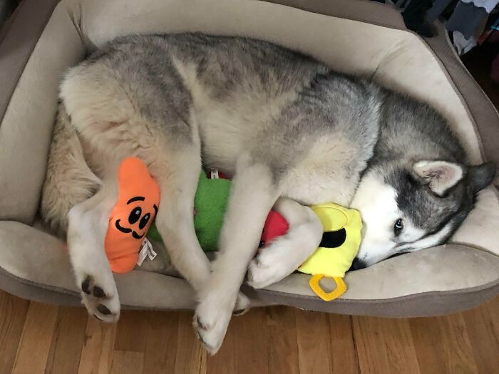 Coming From An Abusive Household, Lily Didn’t Have Toys, So She Takes Very Good Care Of Her Toys Now