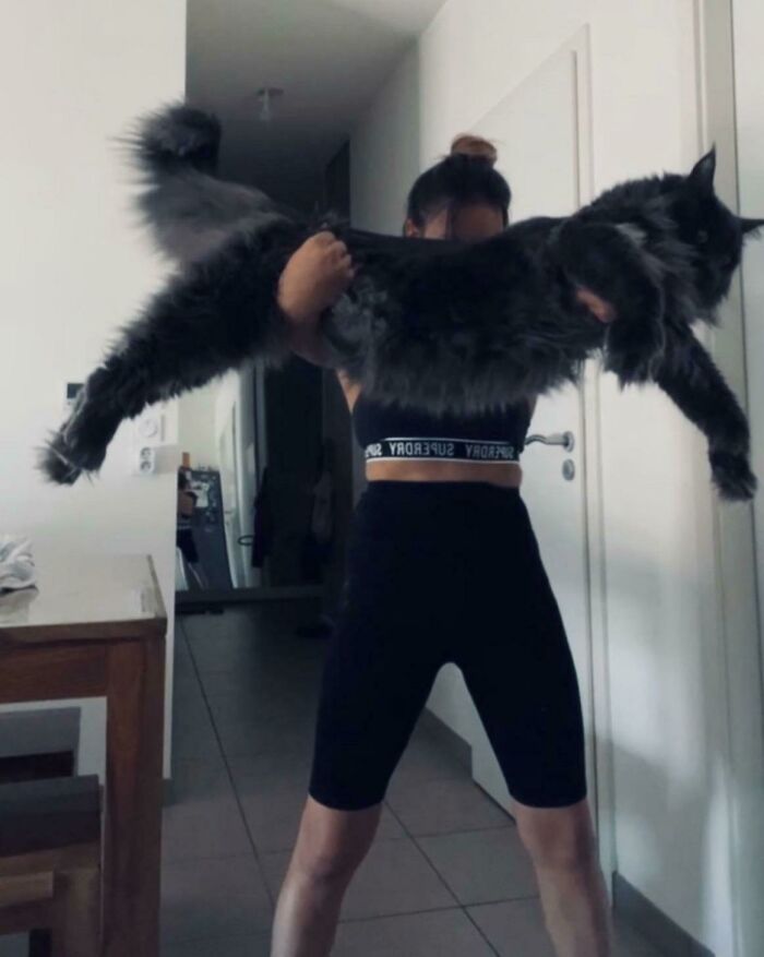 This ? Oh Just A 33lb Maine Coon(15kg)
