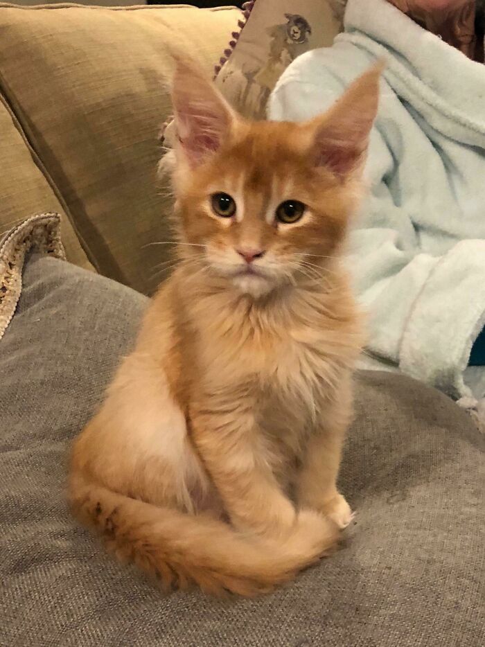 Meet My New Maine Coon: Mosby, There’s No Running In His Lobby