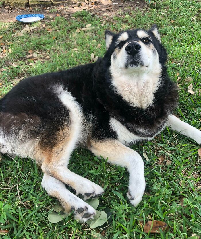 Can My 13yo Husky Get Some Love For Beating Heart Worms?! Such A Good Girl!