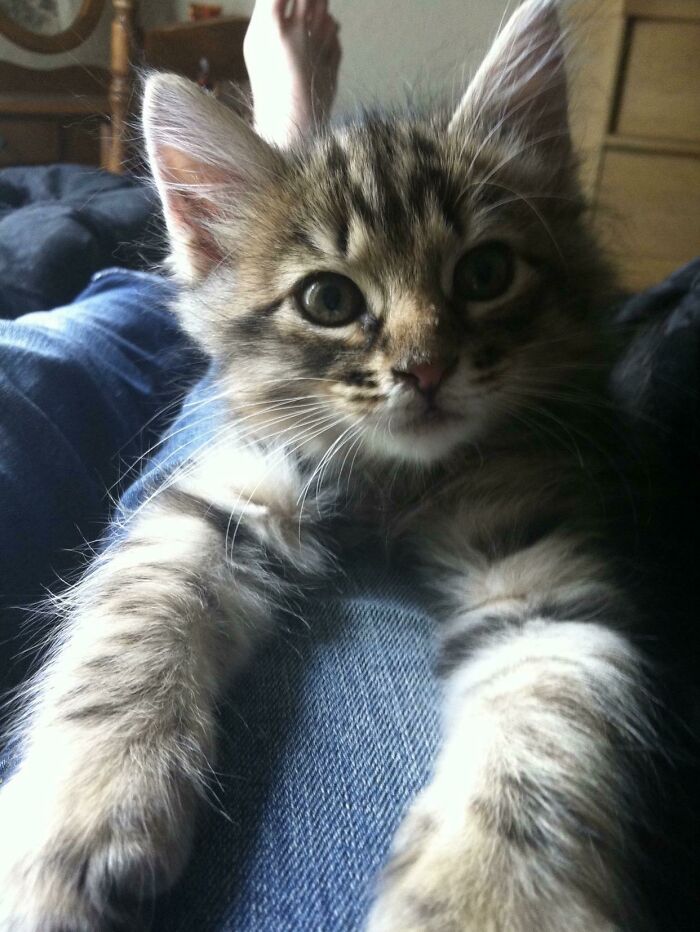 Apollo My Maine Coon Cat When He Was A Kitten Many Years Ago