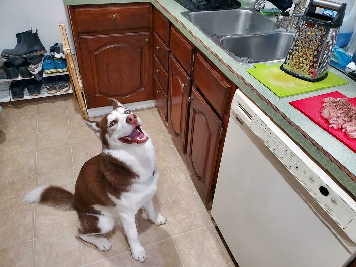I Give Him Cheese Once, And Now This Is Every Time He Sees The Grater