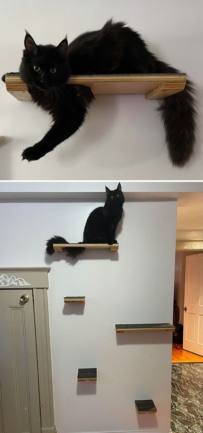 Beelzebub, 7 Months Maine Coon On The Shelves We Just Built Him