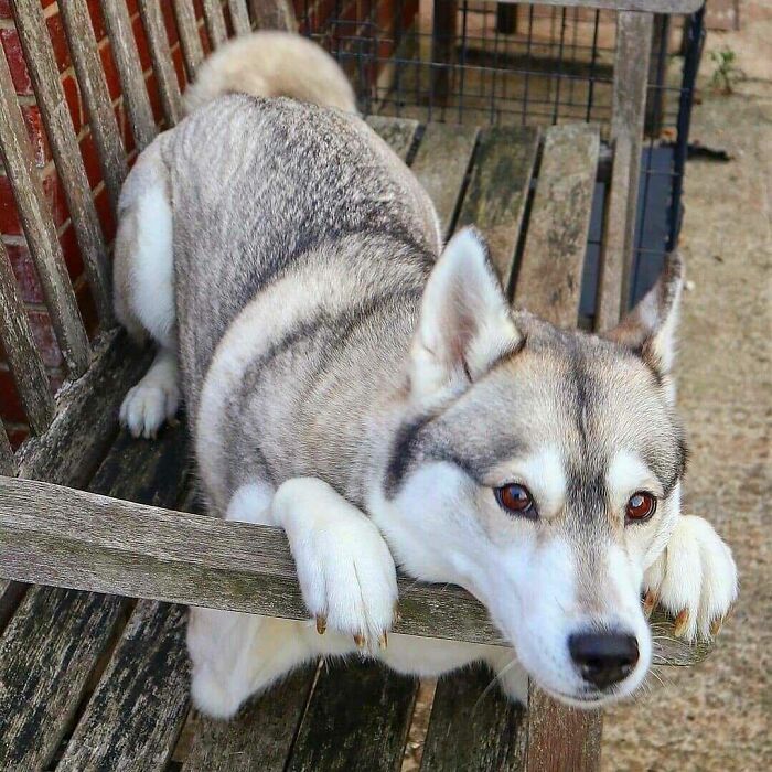 Just A Cute Husky