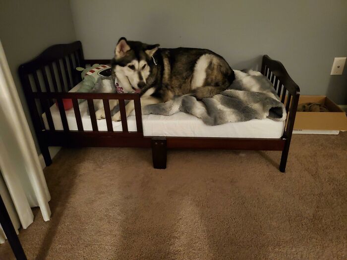 Someone Is Enjoying Her New Toddler Bed