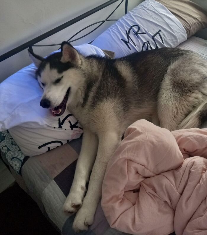 Stole My Spot In Bed And He’s Laughing About It…