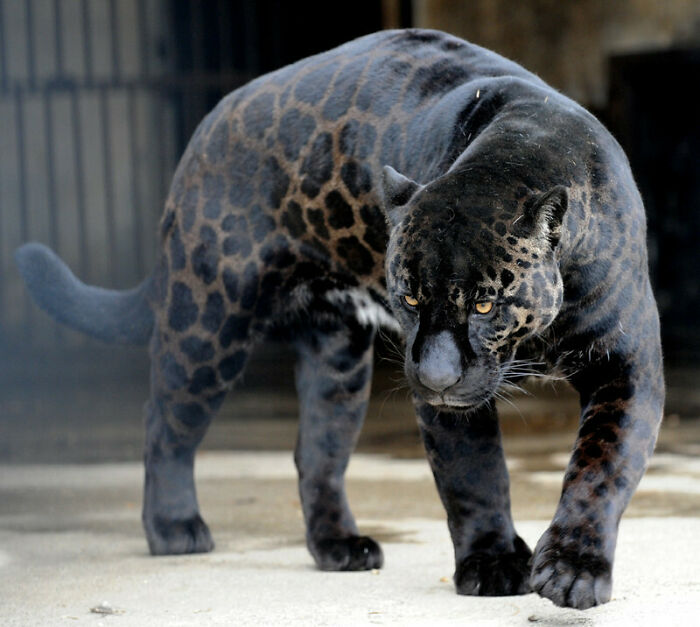 The Most Beautiful Animal I've Ever Seen. I Give You "Boogie" Resident Jaguar In The Tbilisi Zoo