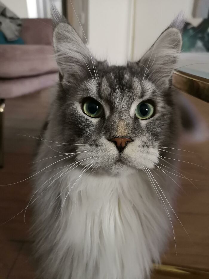 My Handsome Maine Coon