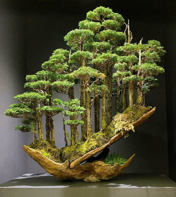 Bonsai Tree Sold For $16,000 In Japan
