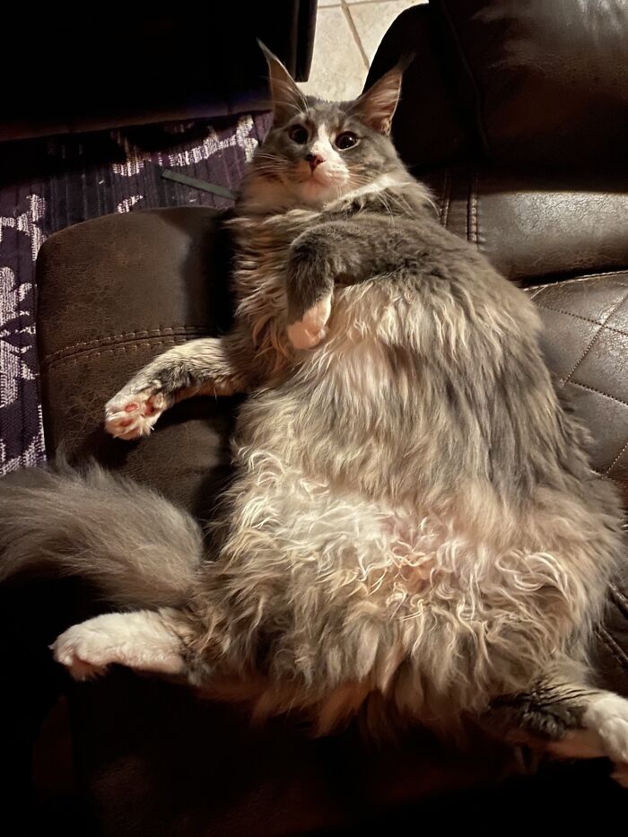 My Friend’s Absolute Chonk Of A Maine Coon