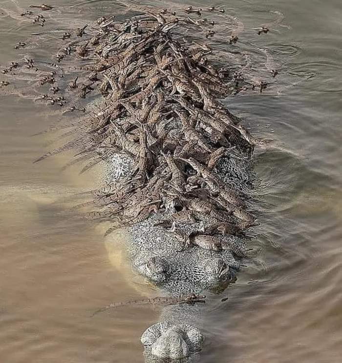 Gharial Crocodile Father And His Babies