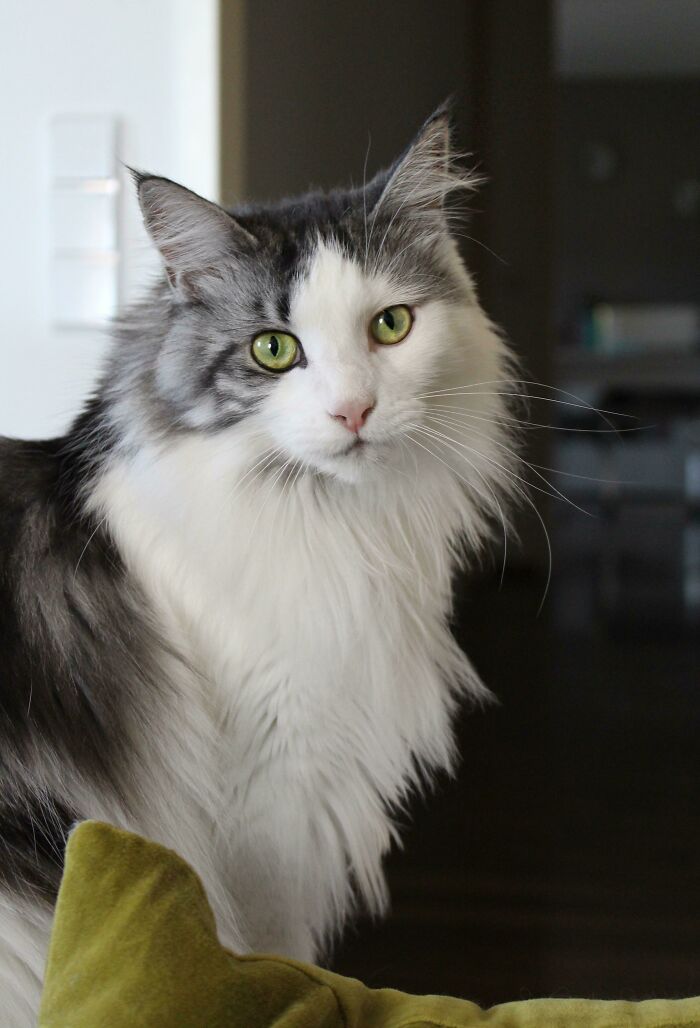 Shooting With My Beautiful Maine Coon Model Lucy
