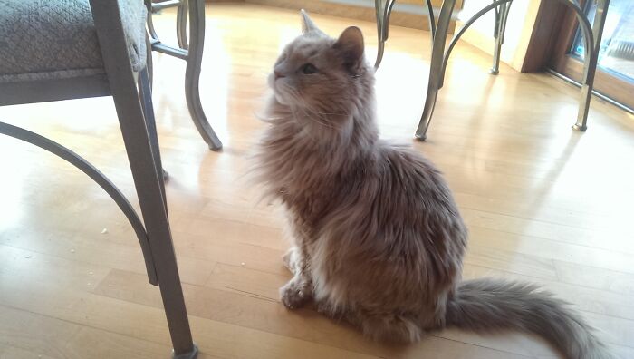 This Is Wookie, My Grandparents 21 Year Old Maine Coon