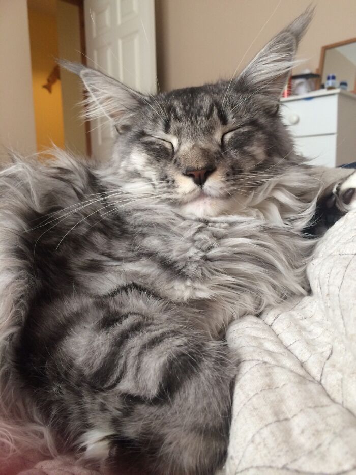 Sunday Afternoon With A Sleepy Maine Coon