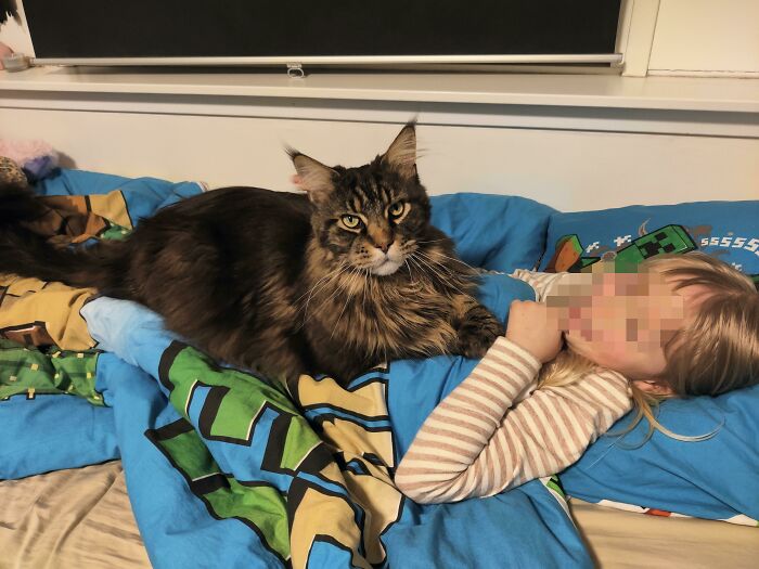My 5,5 Year Old Maine Coon, Loke, Makes Sure That My Oldest Daugther Doesn't Feel Cold When Going To Sleep At Night. He Is Such A Gentle Giant