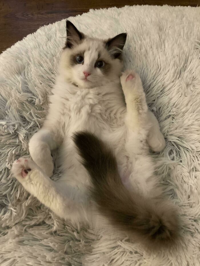 Ragdoll cat relaxing on soft carpet