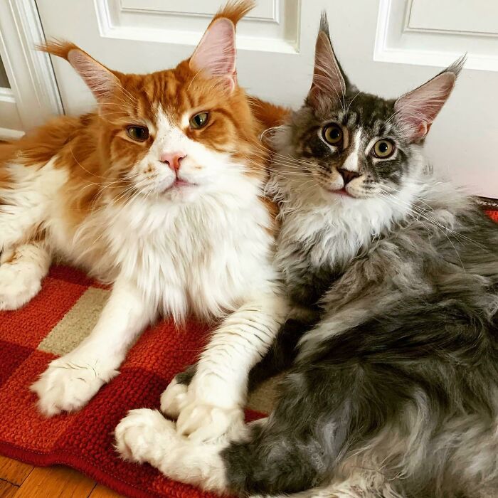My Nephew’s Gorgeous Maine Coon Kittehs