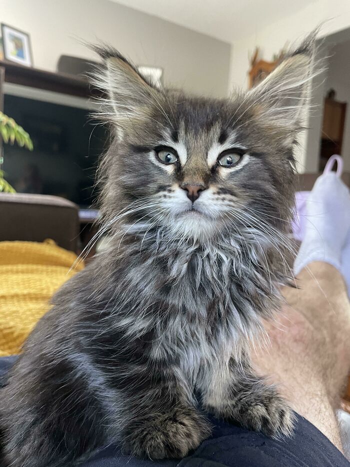 Dante The Maine Coon Kitten, Regal As Ever