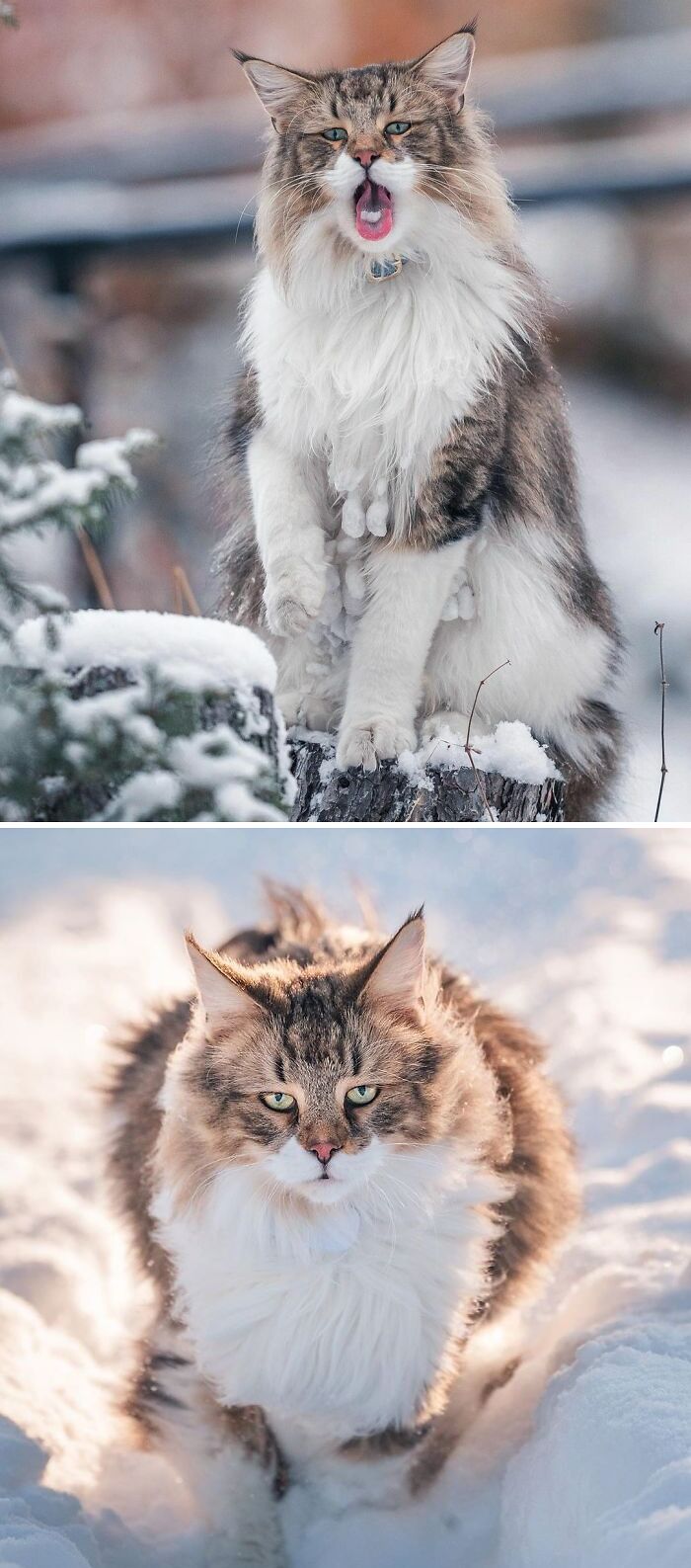 Pepper, The Norwegian Forest Cat Just Loves Snow