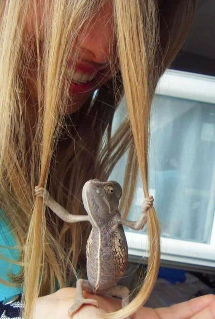Lizard Holding Onto Woman's Hair With Two Strong Lizard Claws