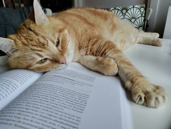 I Don't Know If You Knew, But Books Make For The Best Naps. Especially If Someone Is Using It