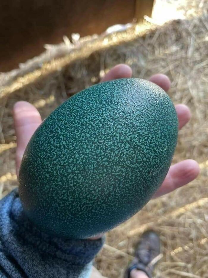 This Is An Emu Egg