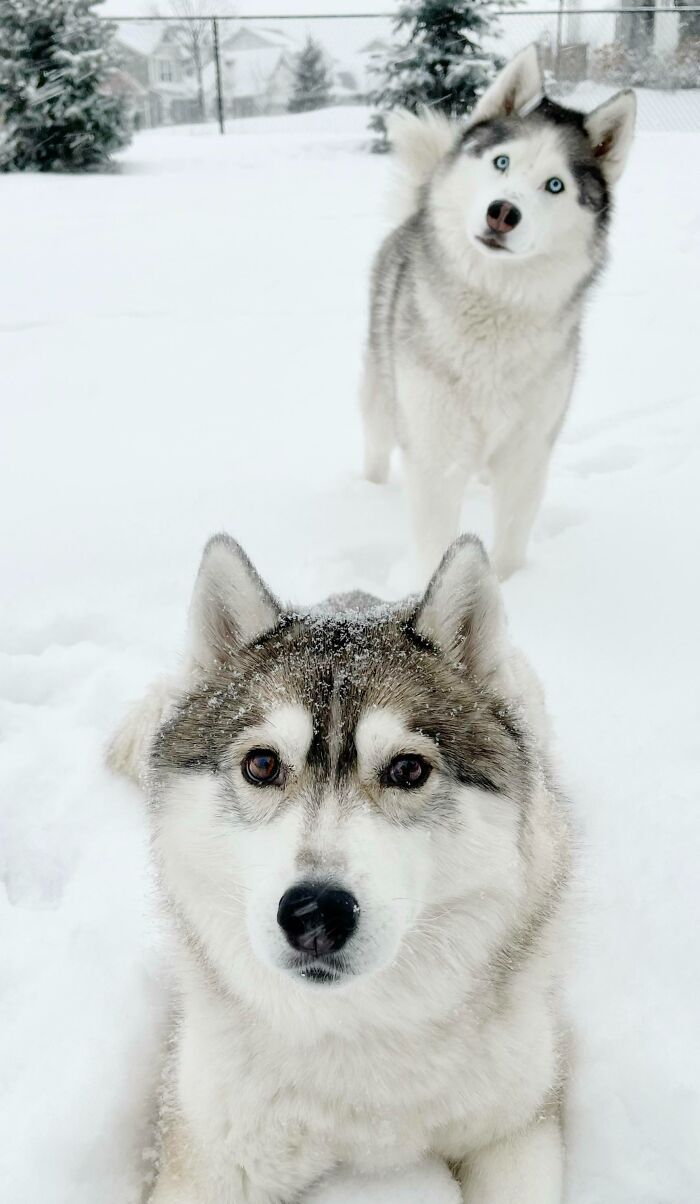 We Got 15 Inches Of Snow - Yaaaaaassss!!