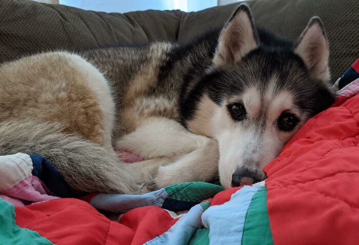 This Is Penelope. That Is All