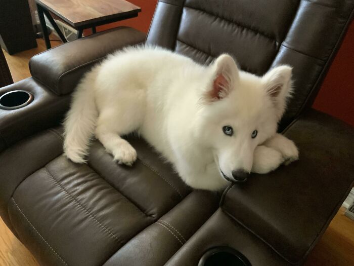 If My Husky Not Cute Then I Don’t Know What Is