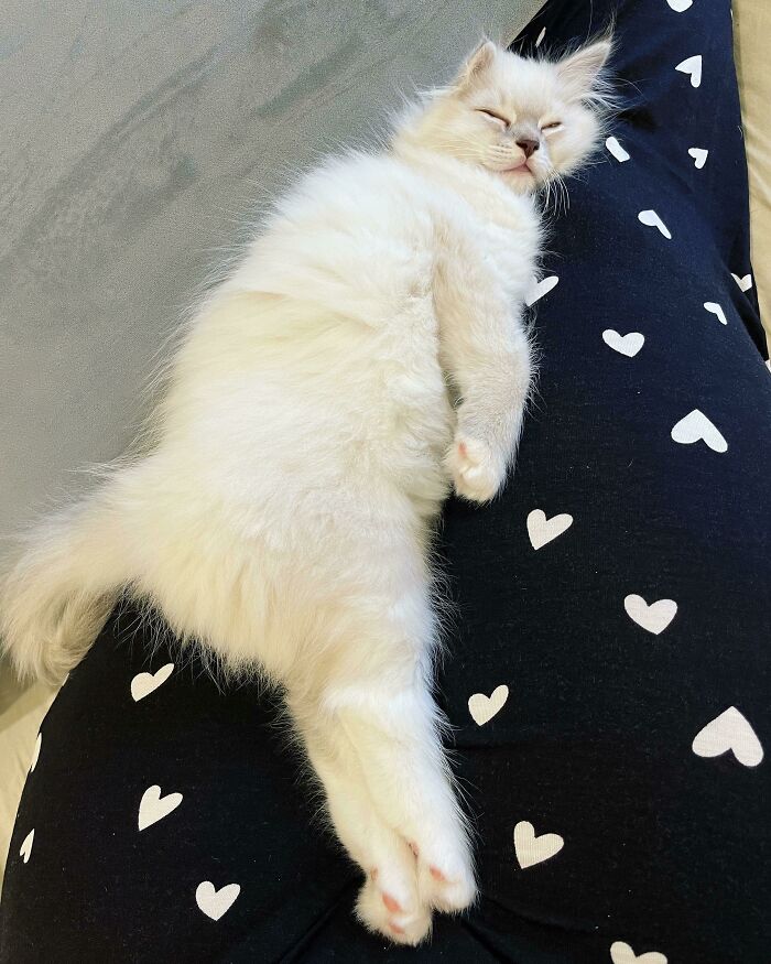 White kitten lying down, relaxing on person's legs
