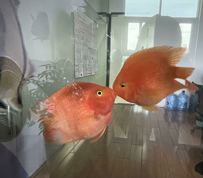 The Two Fish Raised In The Office Are Kissing!