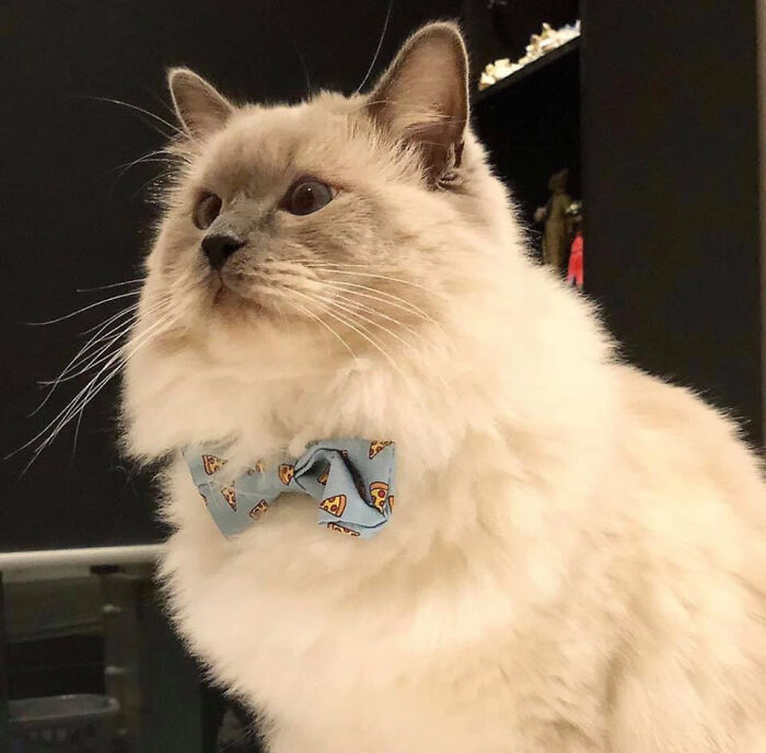 Cat with a blue bow tie