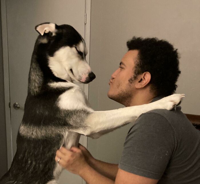 My Husky Has Heart Eyes For His Dad… I’m So Jealous