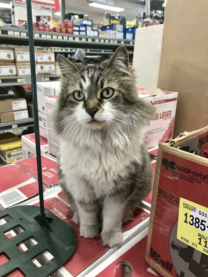 Local Hardware Store Has A Maine Coon. Meet Cooper!