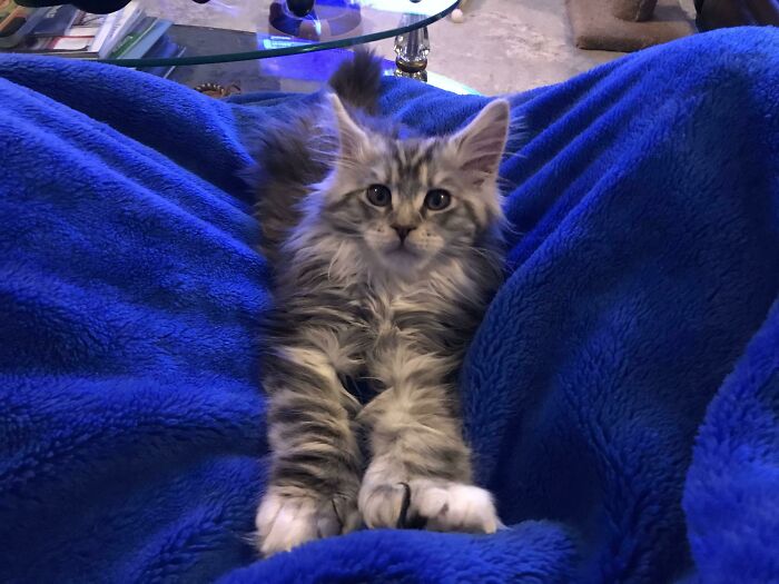 All Thumbs, Our 13 Week Old Maine Coon Bigelow