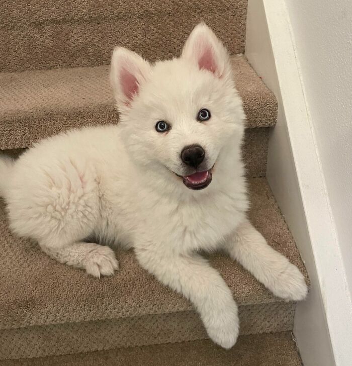 Welcomed Home My First Husky A Few Weeks Ago. This Is Ghost