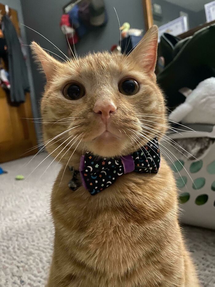 Edward, King Of Brain Cell