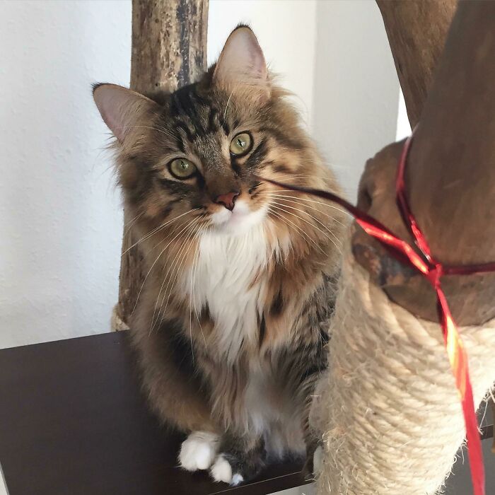 Jesper, My Maine Coon Tomcat And His Pretty Look When He Wants Something. Who Can Say No?
