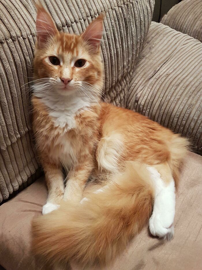 Meet My Adorable Maine Coon, Simba. His Tail Is Like A Feather Duster