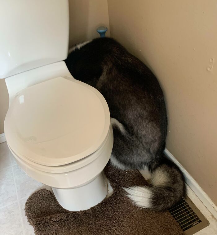 My Poor Little Guy Got Scared Of The Nail Gun In The House And Is Now Hiding Behind The Toilet