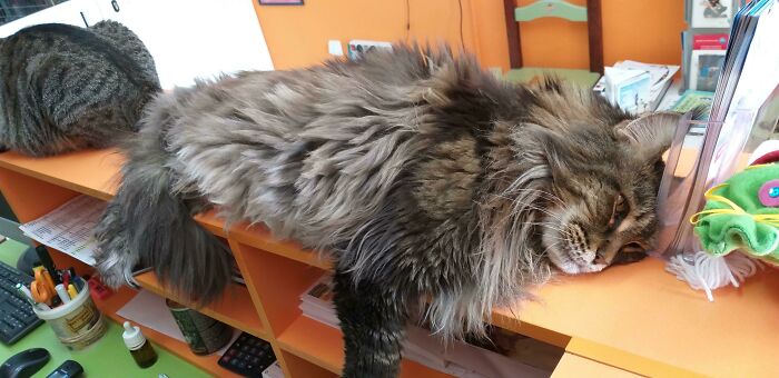 The Ginormous Maine Coon That Lives At My Vet's Office