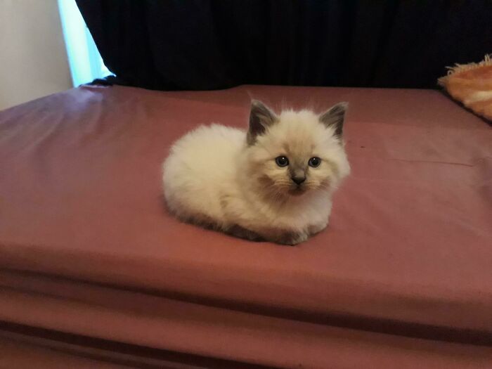 Ragdoll kitten on the bed