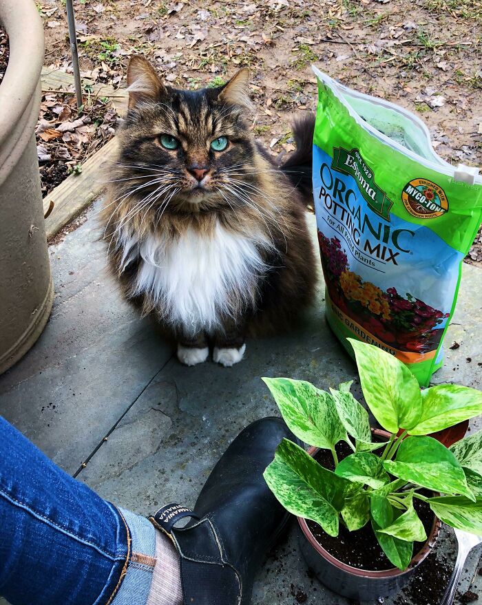 My Handsome Maine Coon Helping Me To Pot My Plants