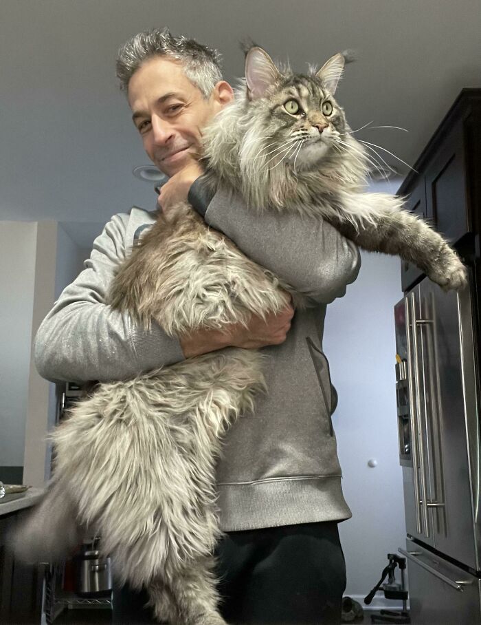 Everyone Say Hello To My Big Boy, LJ! He's A Maine Coon, Gonna Be 3 This May And He's 21lbs, Still Growing!