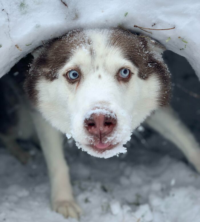 We Built An Igloo, It's Husky Approved